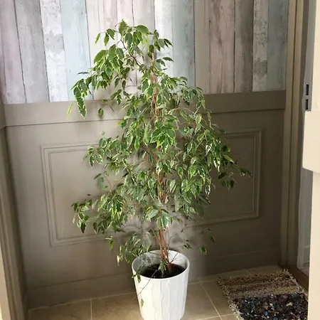 Casa Sm Гостевой дом 3*